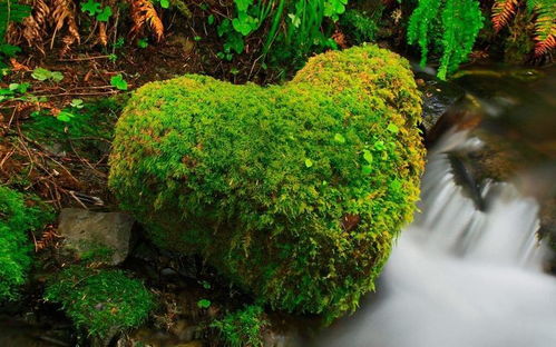 苔花与苔藓有何渊源？它们之间竟有如此奇妙联系