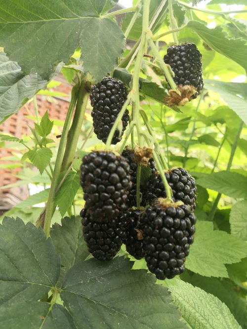 破壳催芽：生死劫