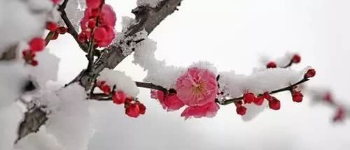 腊梅：香气与韵味同在