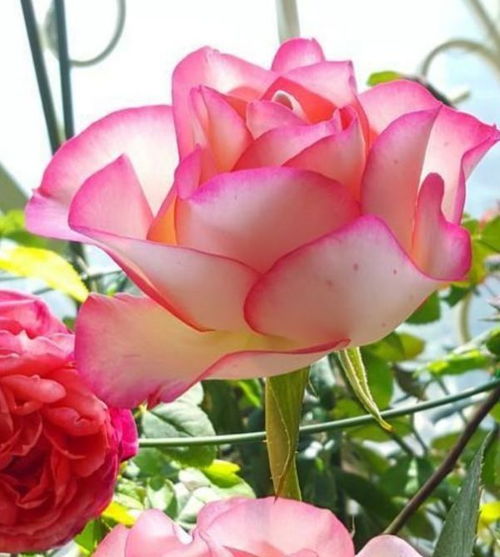 荷兰培育，2015年问世