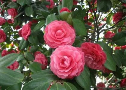 山茶花花瓣形状像什么？是梅花吗？