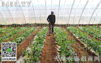 那，百菌清和甲基托布津Neng一起用吗？