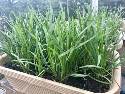 韭菜叶子又细又小，是因土壤贫瘠、施肥不足或病虫害所致