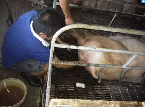 母猪滞产宫缩乏力原因及破解方法是什么？