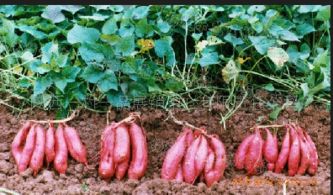 在水里栽地瓜种子的傻傻乐趣