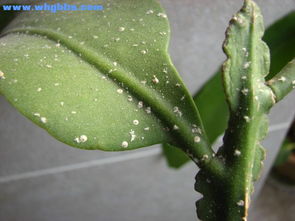 昙花介壳虫用什么高效药物防治，以及有哪些有效防治措施可以长期控制其发生
