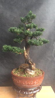 加强养护，保持土壤湿润