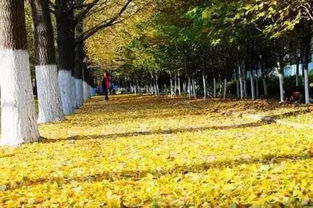 选苗要点五：移栽情况的了解