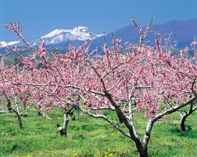 桃树的种植与寓意