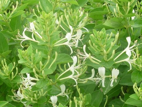 先开花后长叶子的植物，它们是如何做到的呢