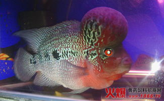 罗汉鱼养殖：水质管理