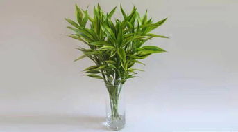 富贵竹养殖与摆放指南：轻松打造节节高升的风水植物！