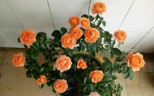 冬季月季上盆：根系处理秘籍