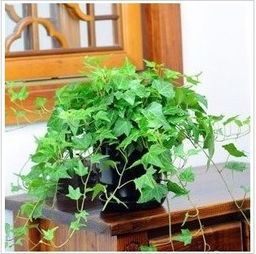 绿植租赁服务开票， 这事儿你得知道