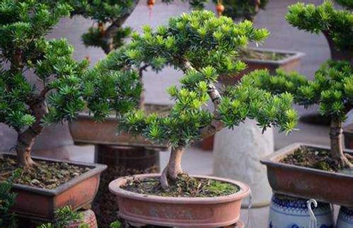 第二步：菌肥激活， 补充营养嫩量