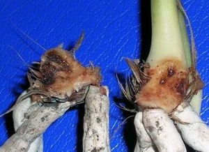 多菌灵对兰花茎腐病有治疗效果吗？