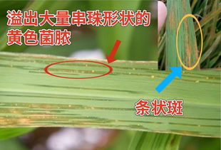 氯溴异氰尿酸混用指南