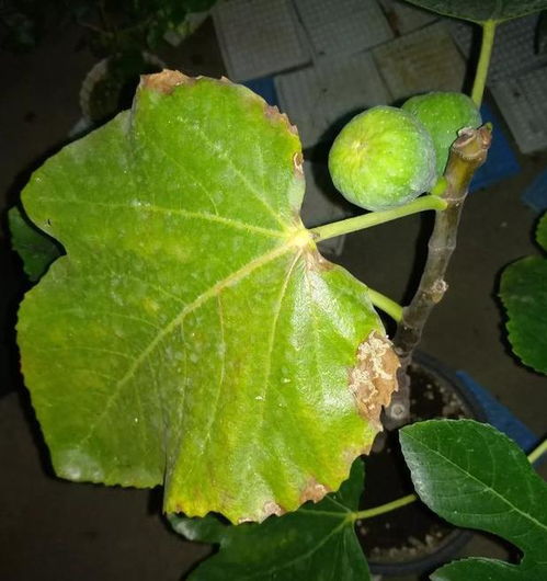 无花果养护全指南中，如何让无花果长得又高又壮