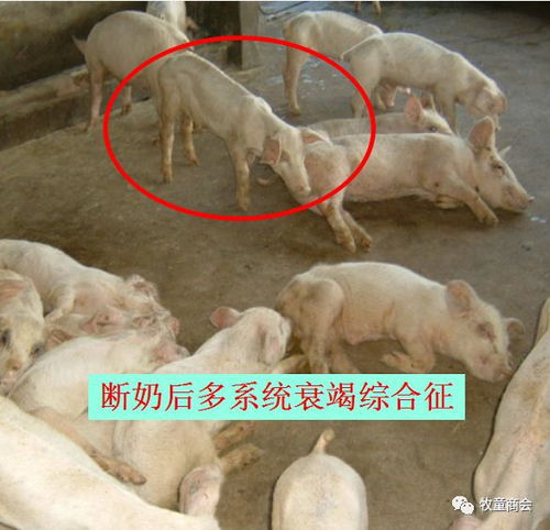 优化饲养管理、增强猪体免疫、科学防疫措施