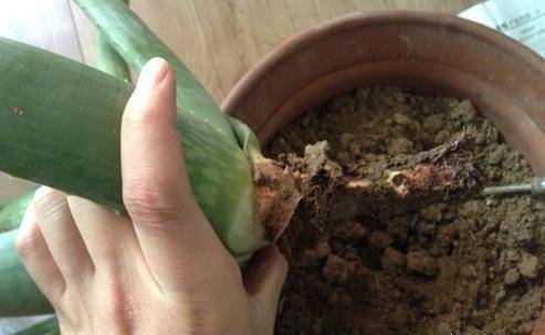 芦荟根烂了如何挽救