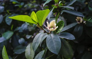 含笑花修剪，如何打造完美花型