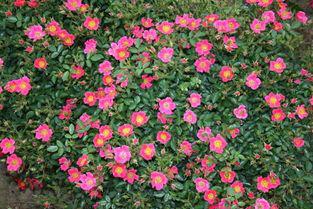 藤本月季小苗的修剪大揭秘