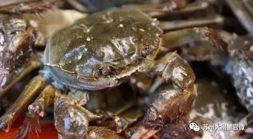 大闸蟹常见病害包括黑鳃病、烂肢病等