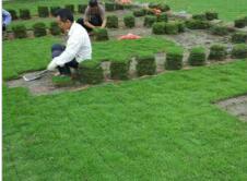 大叶油草：热带草坪， 喜欢温暖阳光