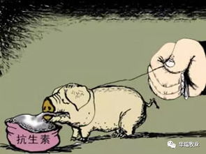 猪免疫学中，猪的免疫机制如何影响其对抗病原体的能力？