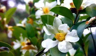 茶花苞初现，如何巧妙修剪