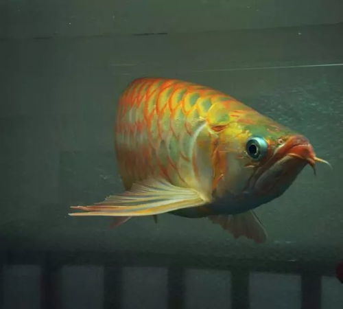 金鱼花有毒，室内养植需谨慎