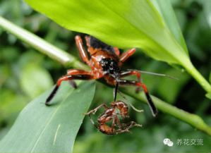 害虫来了怎么办？