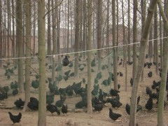 林下养殖绿壳蛋鸡，一种结合林间生态与家禽养殖的新型养殖模式
