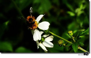 苞润如玉，香幽若兰，彰显品位。