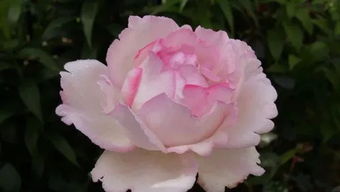 月季花的基本知识