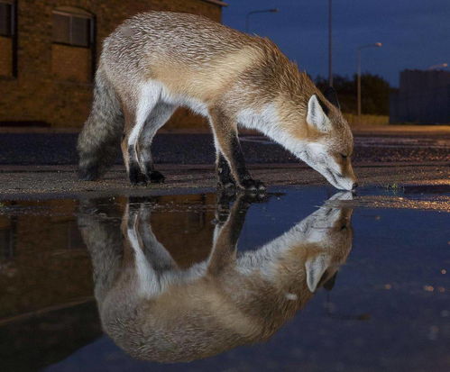 月兔耳插尾巴，美观秘密大揭秘！