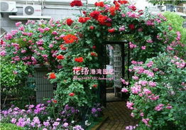 三、 蔷薇二年苗的威力