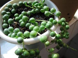 珍珠吊兰掉叶子，是缺水还是病虫害