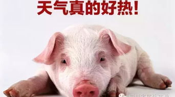 气温逐渐升高，母猪常见问题有哪些