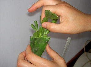 仙人掌嫁接蟹爪兰，这些细节你注意了吗？