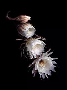 昙花被称“昙花一现”，那“昙”字拆分后