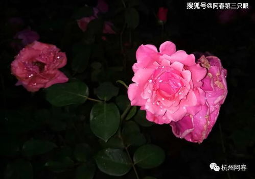 不眠之夜：神秘的新奇月季