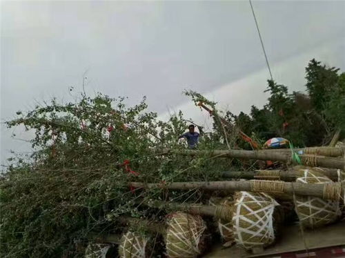 养护细节：银杏树成长的秘密武器