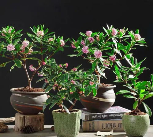 甜蜜红木香花如何养护才能绽放更美