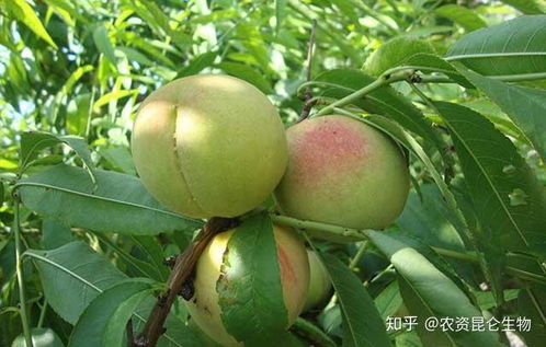 桃树后来啊子前的虫害防范
