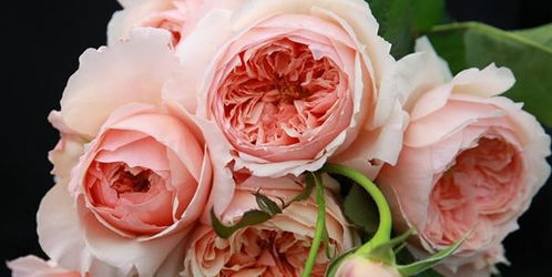 真宙：不仅美丽，更易养