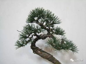 马眼松树截干撕裂的盆景制作心得