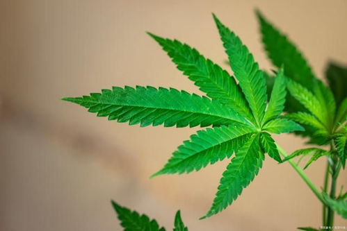 含羞草怎么养才好？养护技巧你了解多少