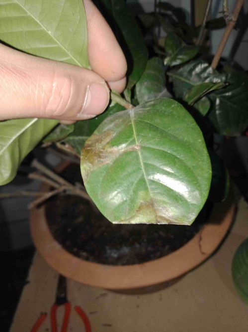 栀子花叶子边缘变黑，这是为何呢？