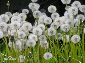 蒲公英的花色与形态
